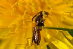 Nomada flavoguttata